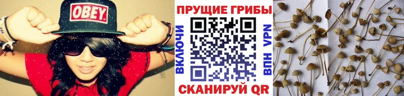 как найти наркотики  мега ССЫЛКА  Галлюциногенные грибы GOLDEN TEACHER  Суворов 